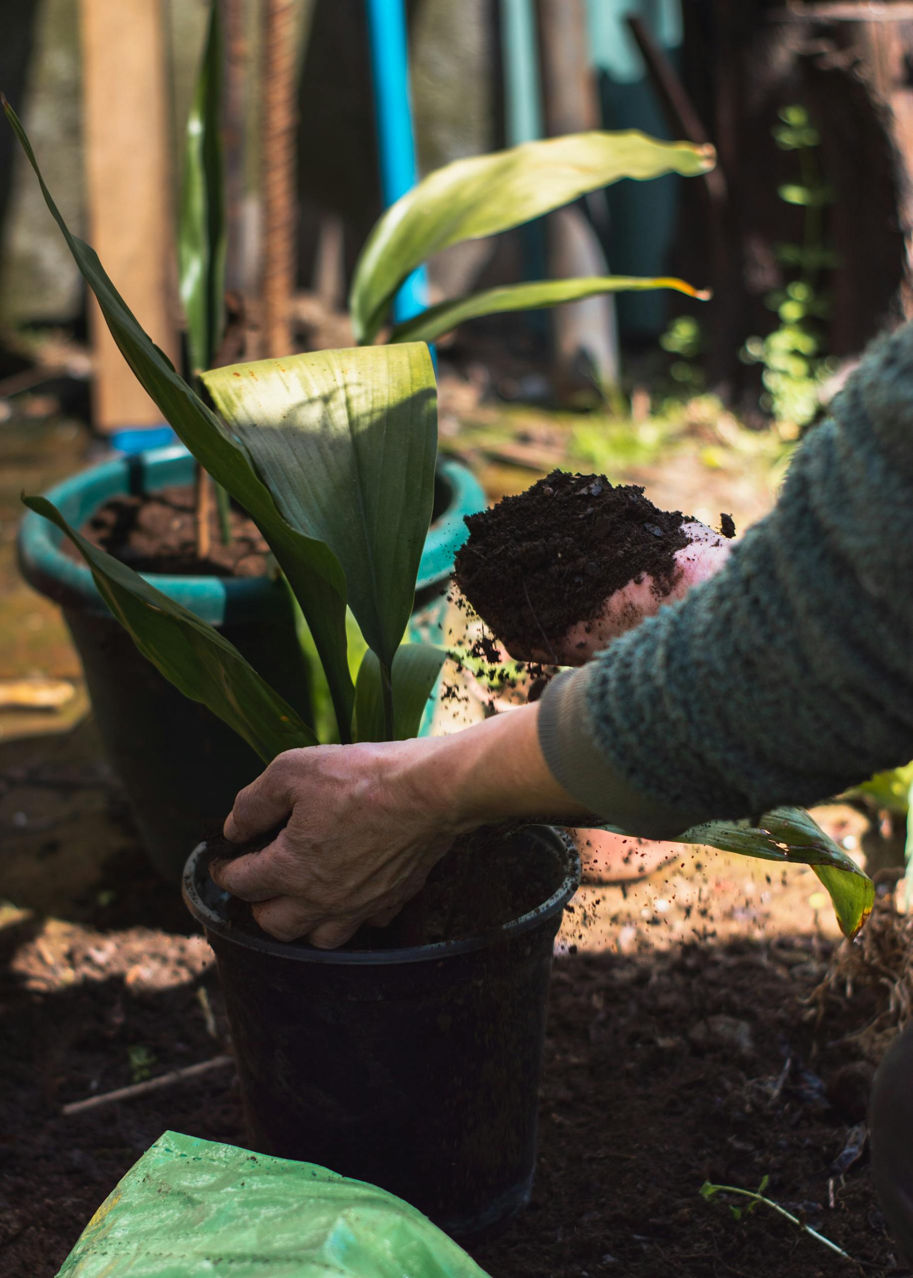 A person potting a plant outdoors with soil in a greenhouse gardening setting.