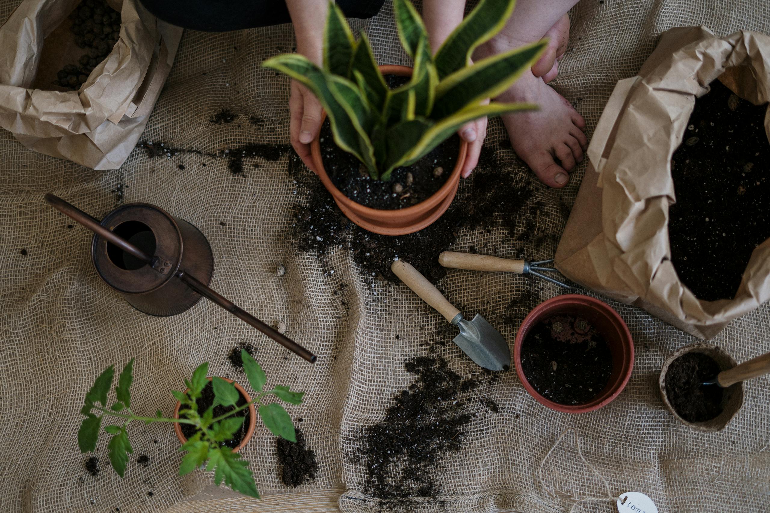 A serene scene of home gardening with potted plants and tools on a burlap mat.